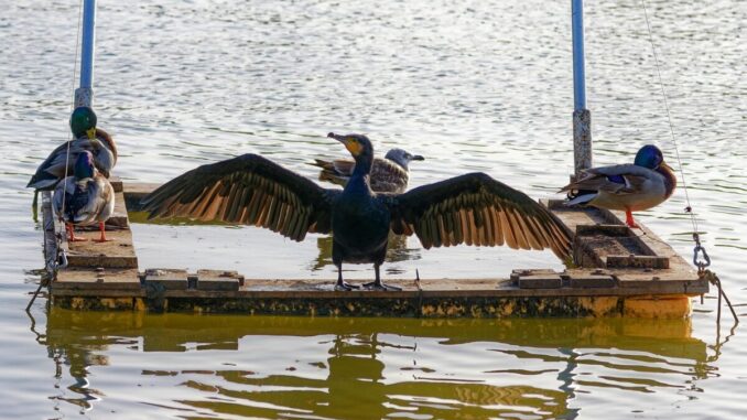 Vaches, chasseurs, VTTistes… Mon guide (très) pratique pour cohabiter — ou battre en retraite au bon moment