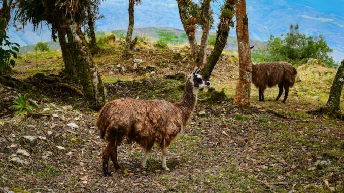 Colos pour adultes & rando-lamas : mon guide 2026 pour oser le « slow outdoor » (et zapper la data)