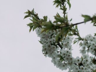 Giboulées et micro-climats : je lis les plantes avant mes applis pour ne plus subir la météo