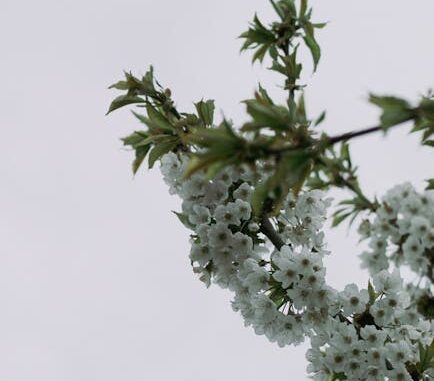 Giboulées et micro-climats : je lis les plantes avant mes applis pour ne plus subir la météo